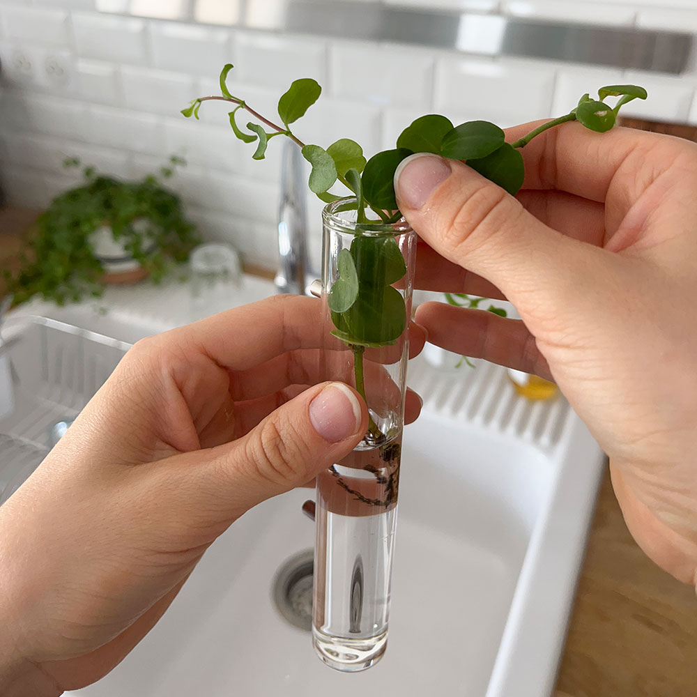 Ajouter des boutures de plantes dans le tube à essai